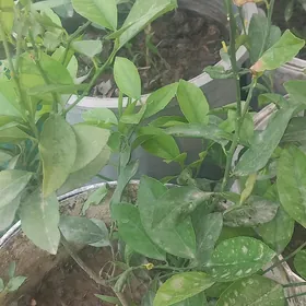 Limon sitil