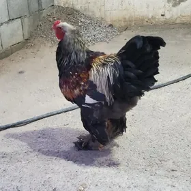 brama horaz