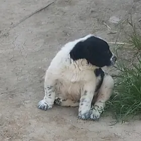 Balu