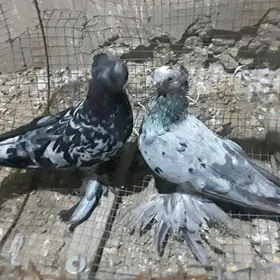 kepderi