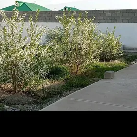 Gökdepe