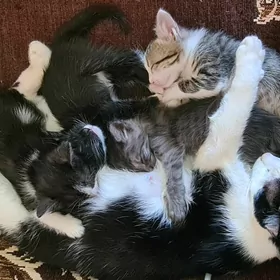 котят в добрые руки