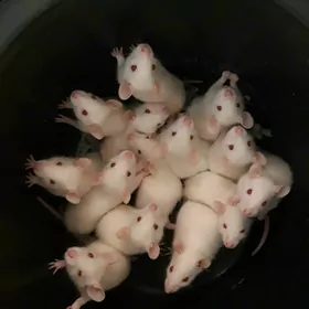 домашние ласковые крыски