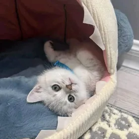 шотландскийе котики