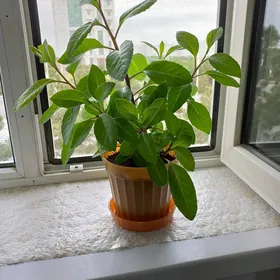 цветы