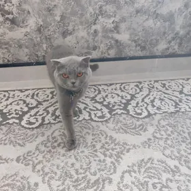 кошка год не рожавшая