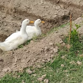 ordek 2 sani arsa zat