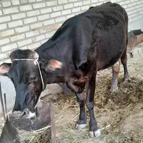 Bogaz sygyr