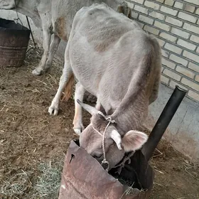 sygyr