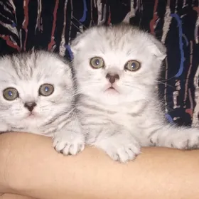 шатланский мальчик