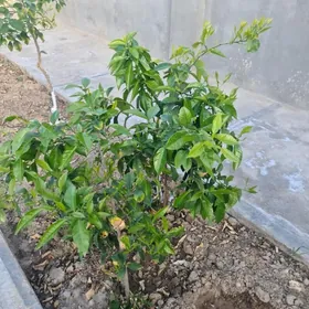 limon
