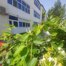 4 nji mikroyyn bamaga