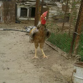 horaz