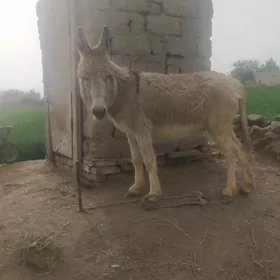 Eṣek