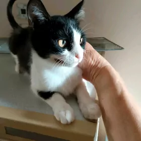Котёнок