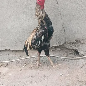 Taşkent  horaz