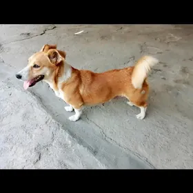 Güjük