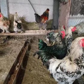 Brama,Balgar Horazlar