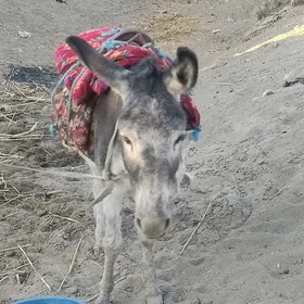 Eşek.Асйол