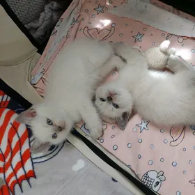 Шикарные котята