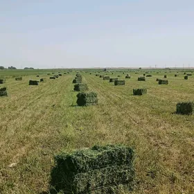 ýorunja bede