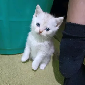  котята
