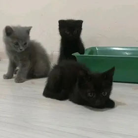 продаю котят