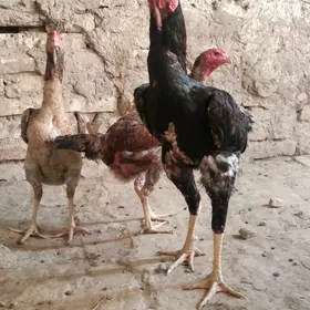 horaz