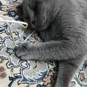 kot