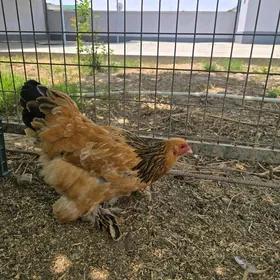 brama