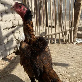 tavuk paroda