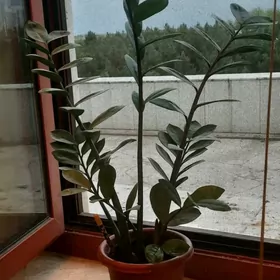 Долларовое дерево Замиокулькас
