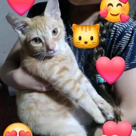 Потеряли кота