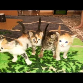 Котят в Добрые Руки