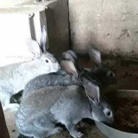 товшан