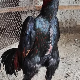 Horoz