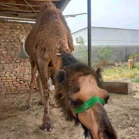 Düýe