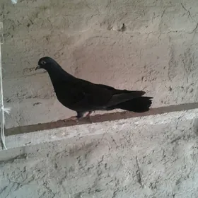 Kepderi