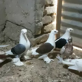 kepderi