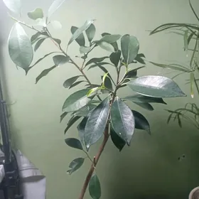 Фикус Бенджамина
