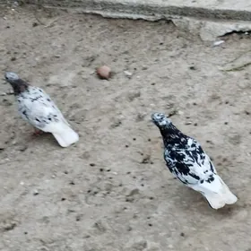 kepderi