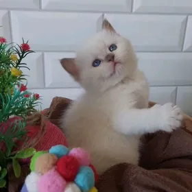 Плюшевые котята