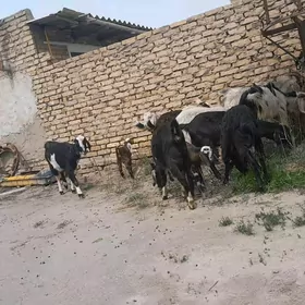 Pakistan,owgan ,donesk geçiler