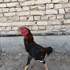 horaz