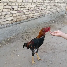 horaz