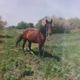 Ahalteke baýtal