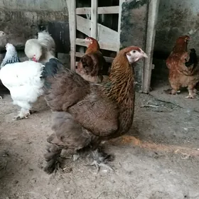 Brama arginal yumurtga