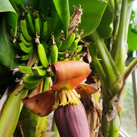 Banan (карликовый)