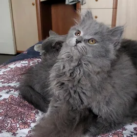 шотландский котёнок