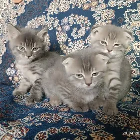 Котята вислоухие